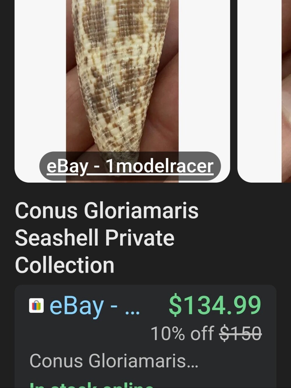 Random Shells - Picture 15 of 15